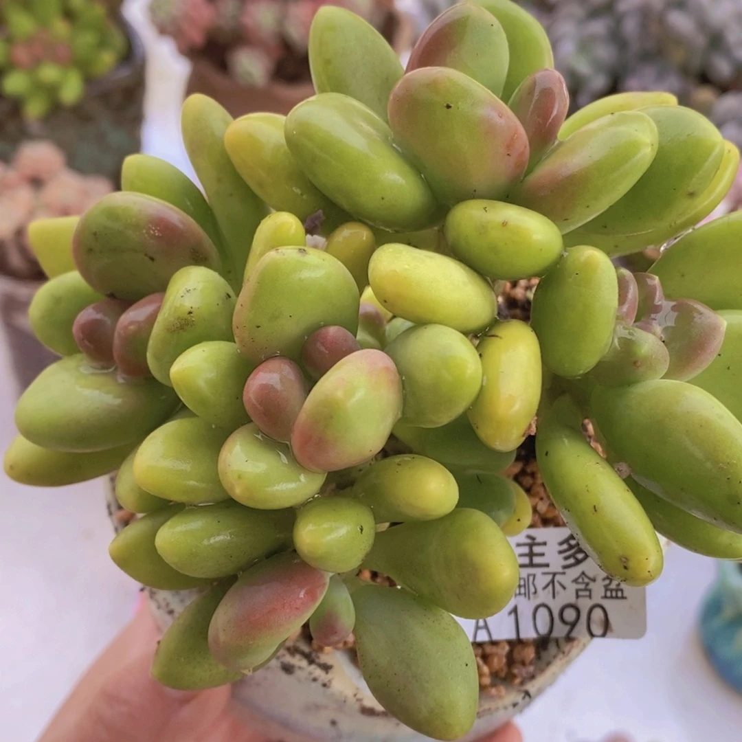 芒果奶12cm1090多肉植物