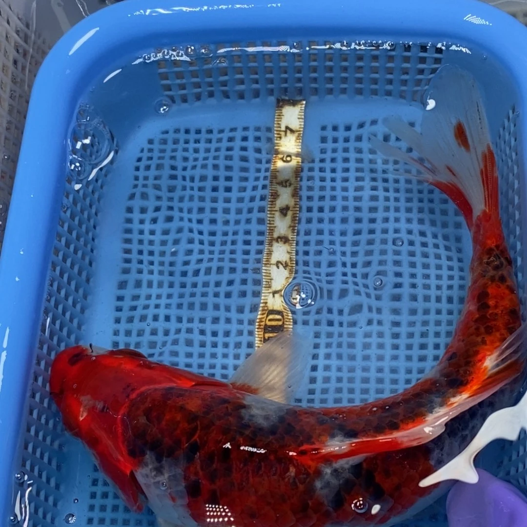 锦鲤冷水锦鲤包邮