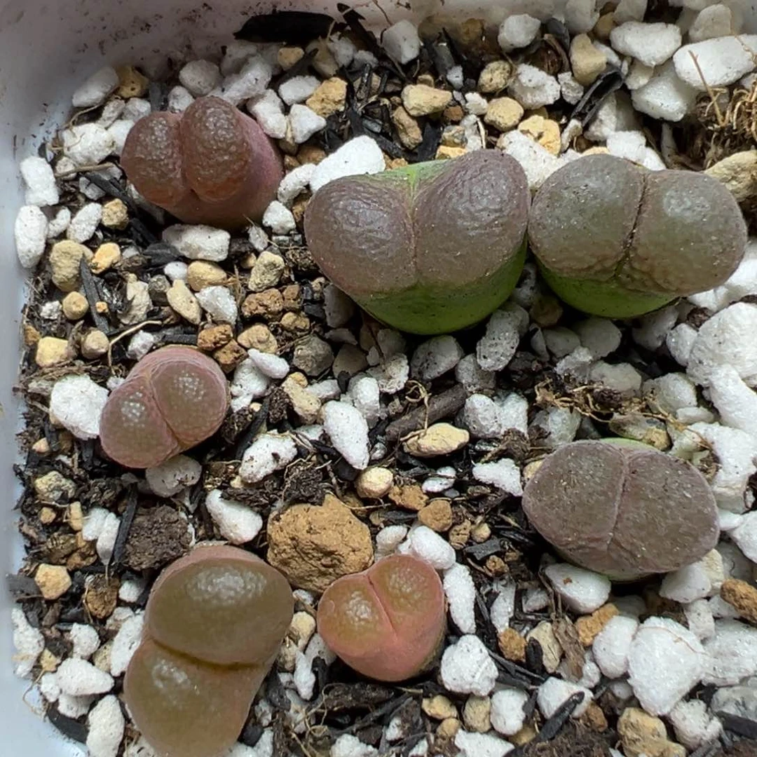 【闪购商品】050……