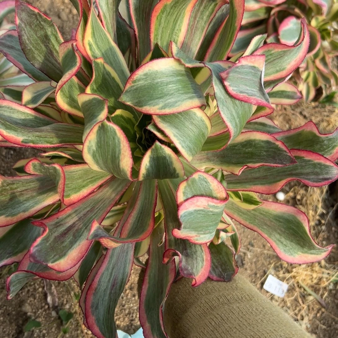 302魅影多肉植物系