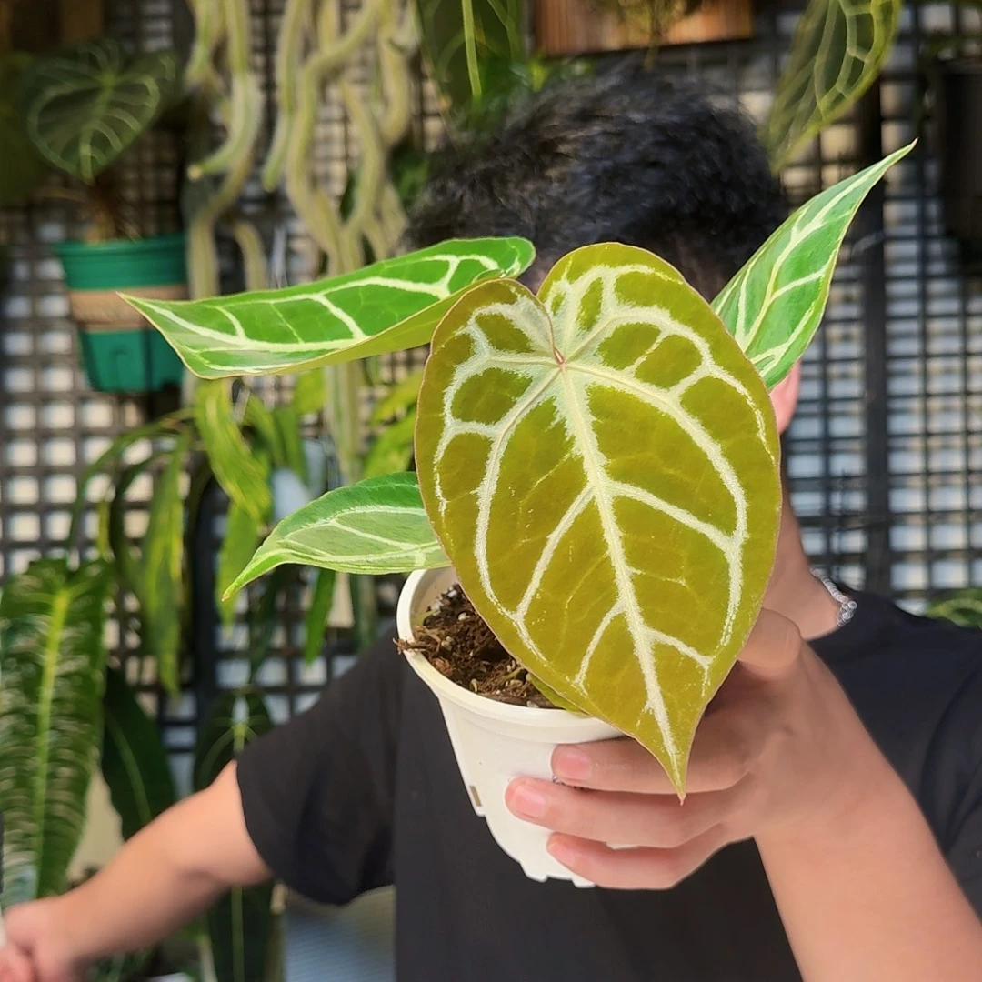 无花朵一物一拍W157