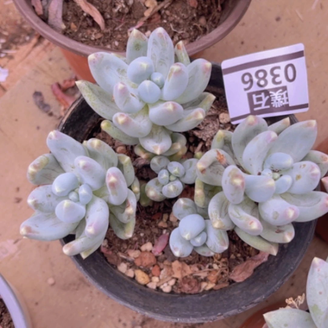 【闪购商品】松果美人0386