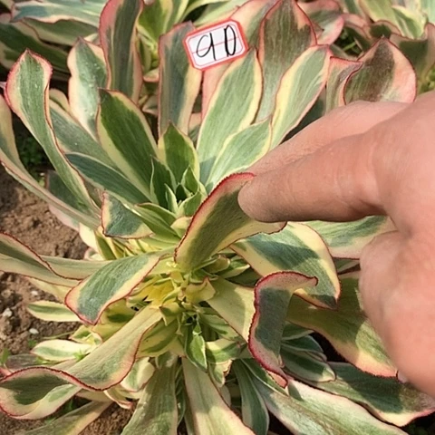 付*红魅影捧花法师90链接