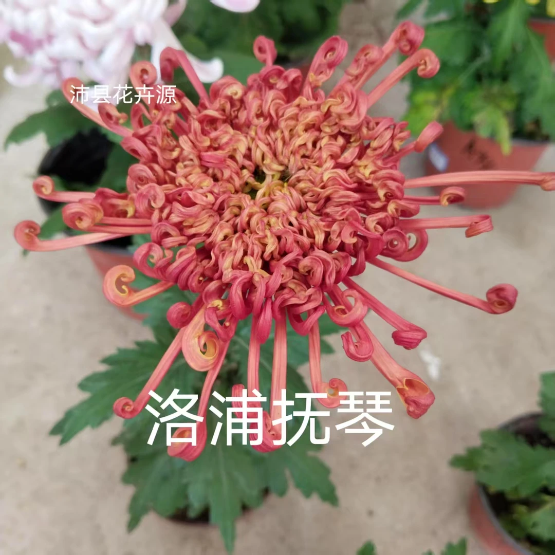 洛浦抚琴,九月菊大花盆栽四季开花好养易活适合阳台庭院种植。