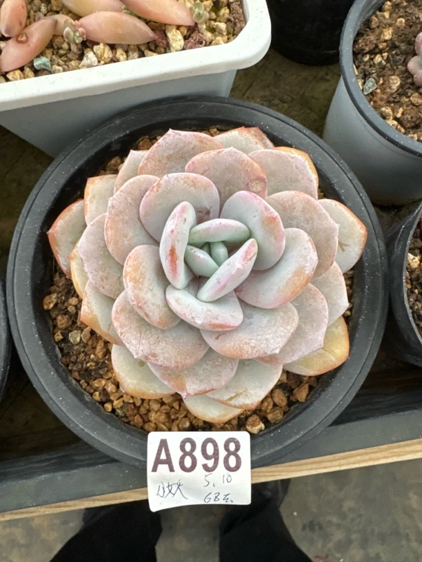 A898，小妖，多肉植物，奶茶