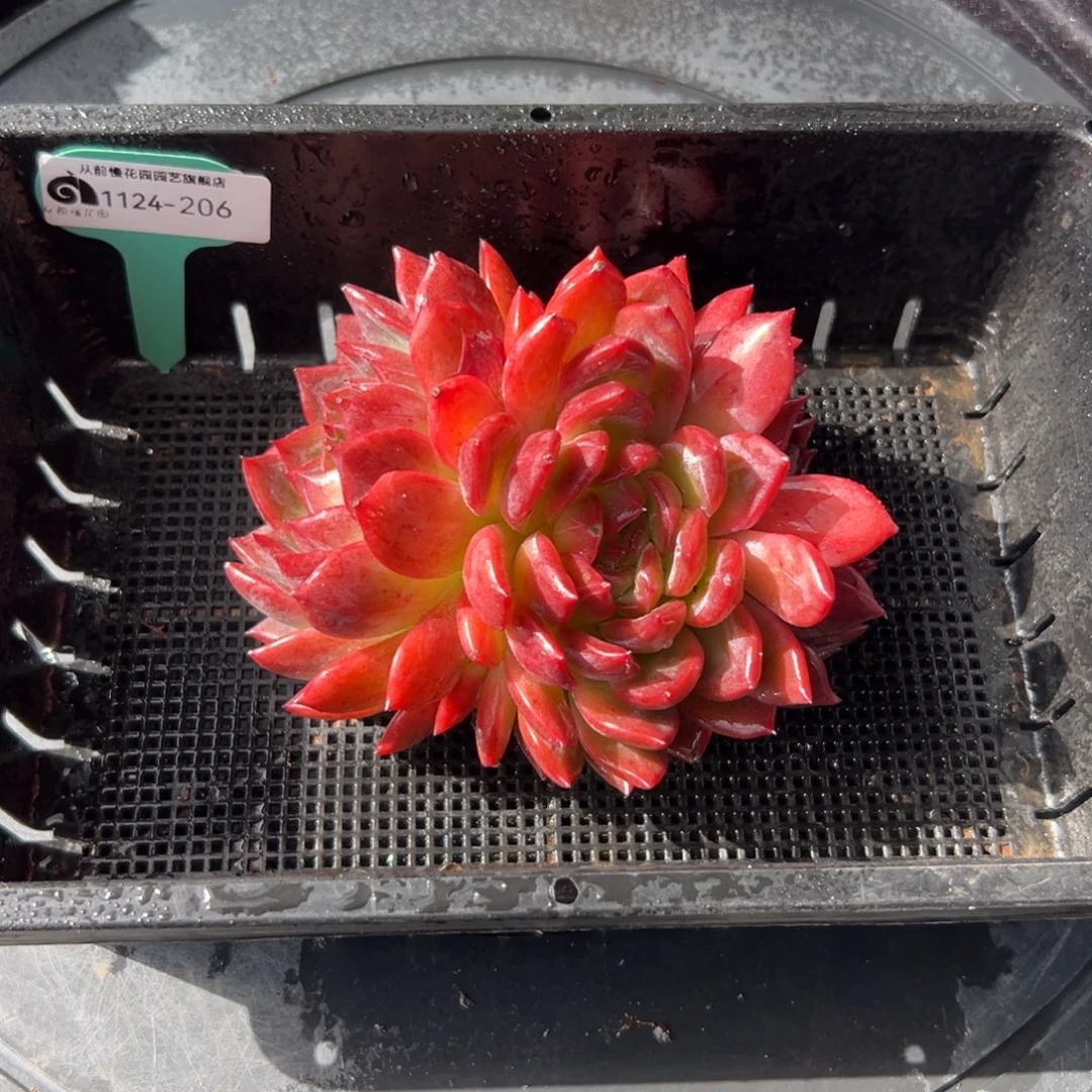 从前慢花园多肉编号1124-206