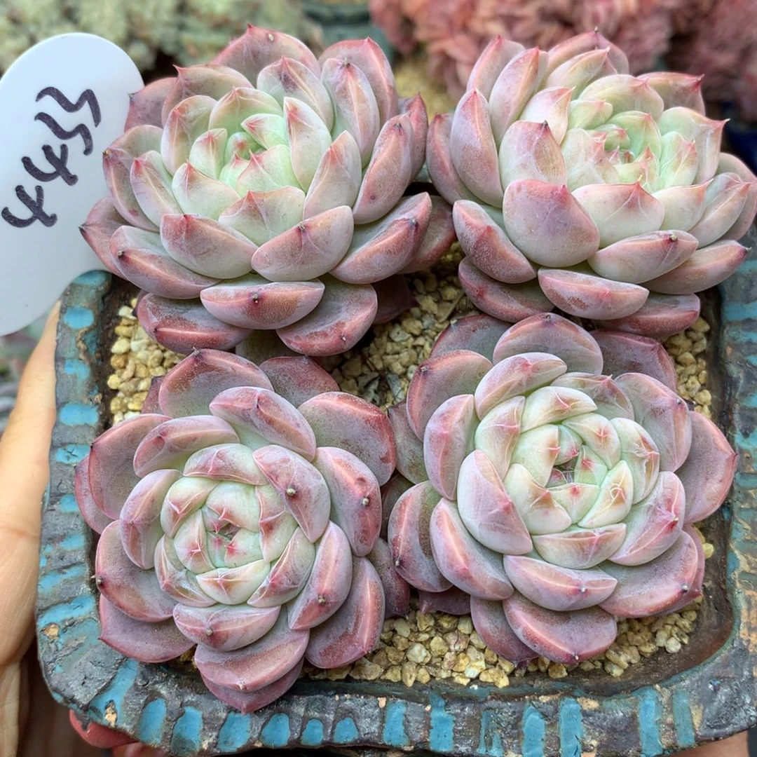 白粉透暗纹珍妮老桩4433