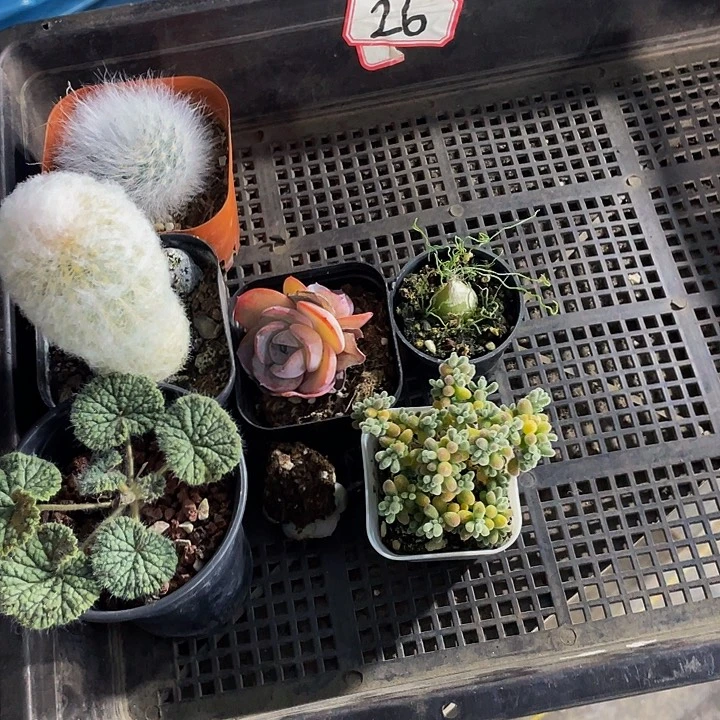 见***喵26号筐带盆土发货