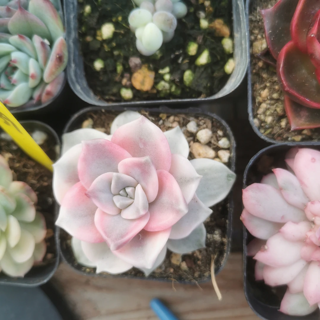 紫乐锦多肉植物多肉