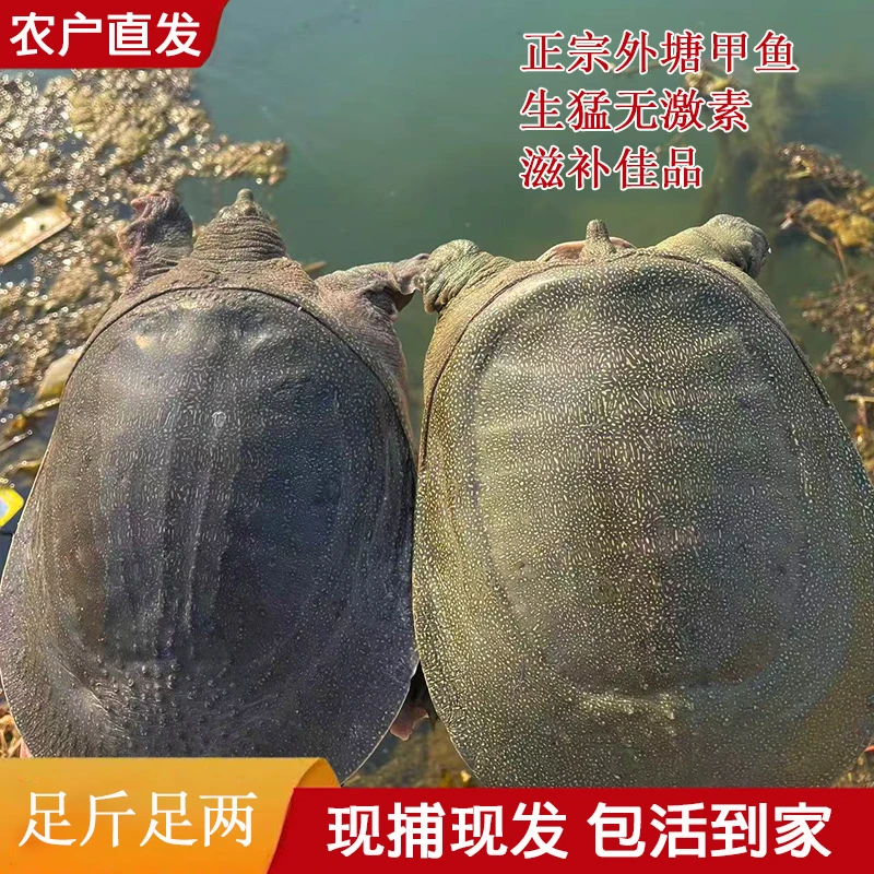 682 外塘甲鱼 鲜活发货 3只装 总重量4-5斤 生态养殖