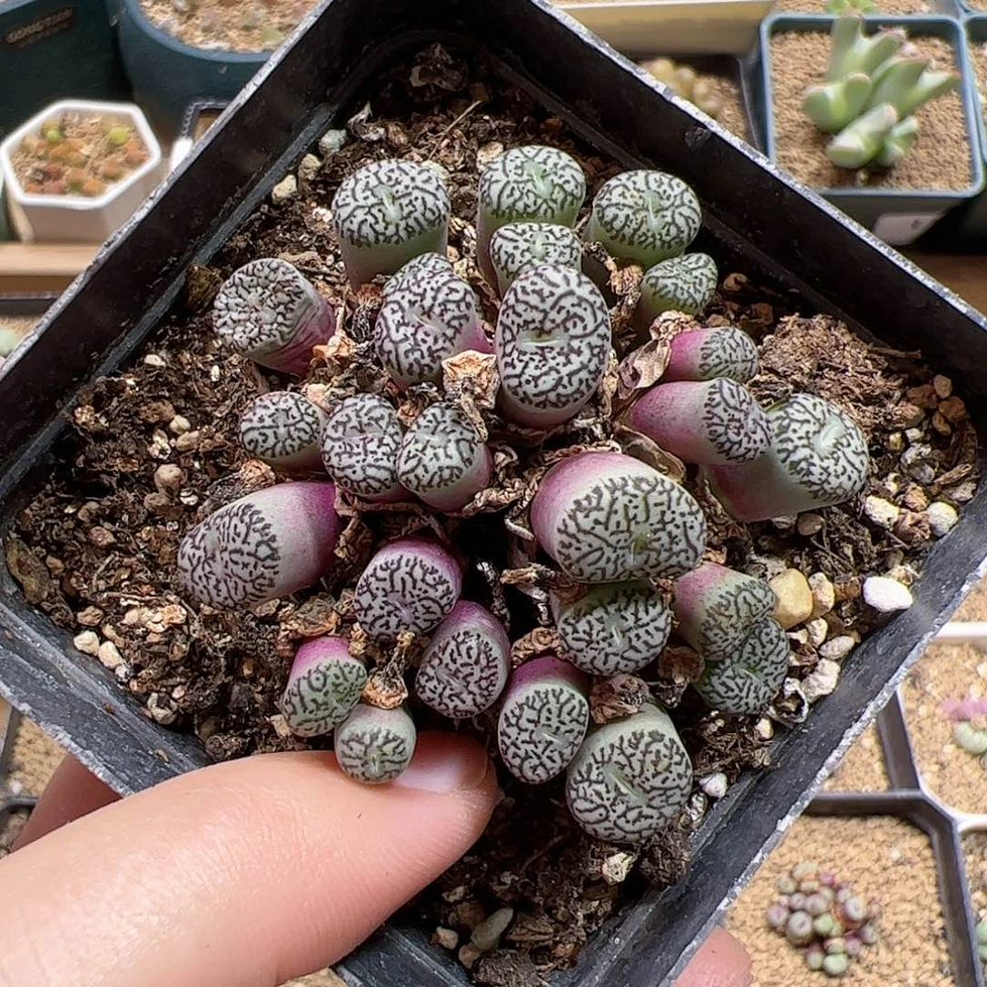 【闪购商品】208 超墨