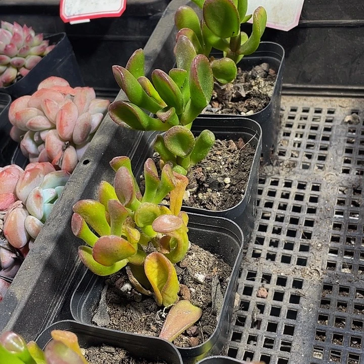 普通西财树1.8带盆