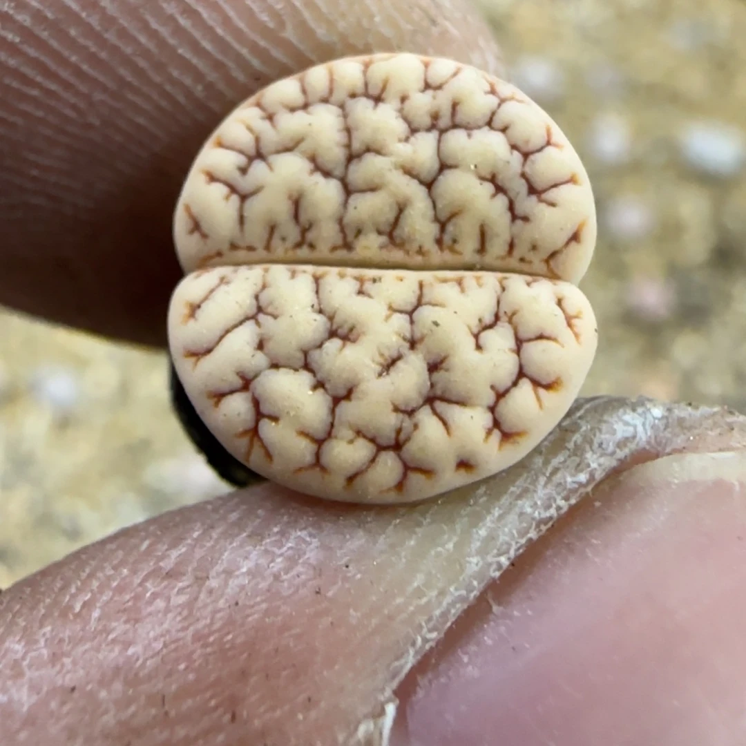 084 生石花大棚直播