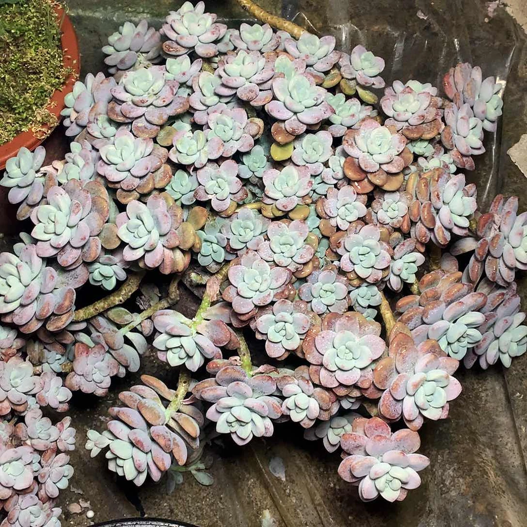 红洛神多肉一物一拍