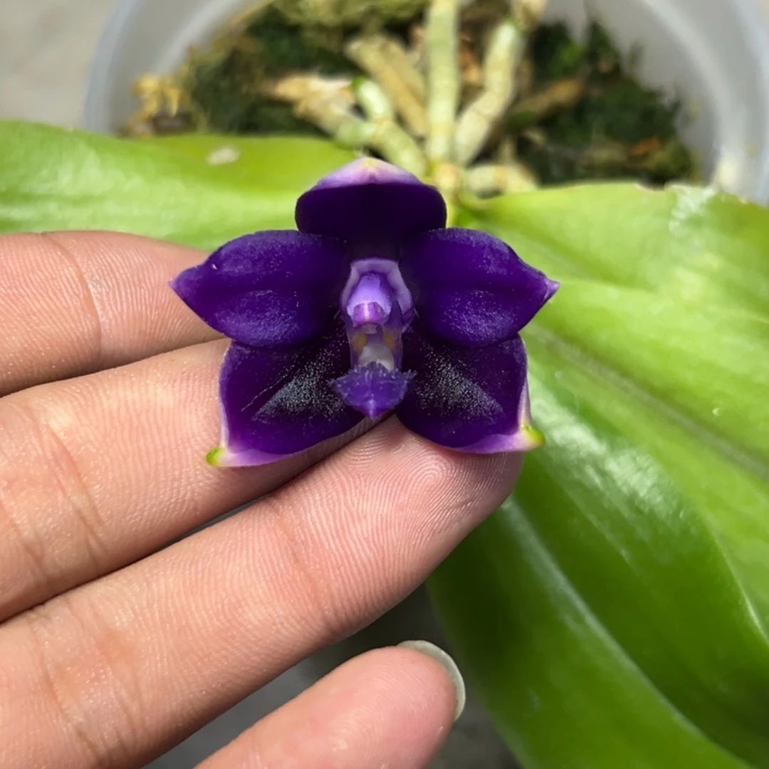 完全开放l110三寸蓝巨大