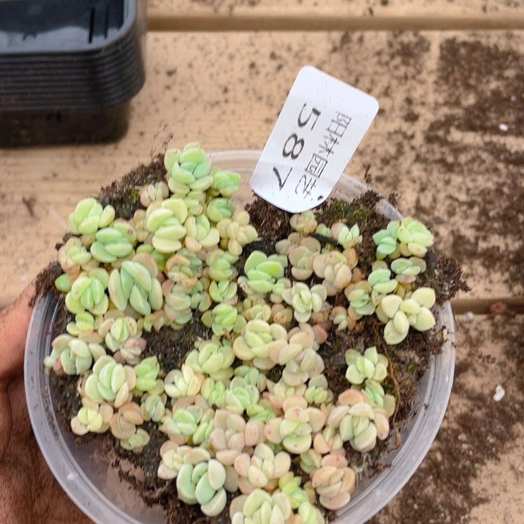 多肉植物多肉植物587