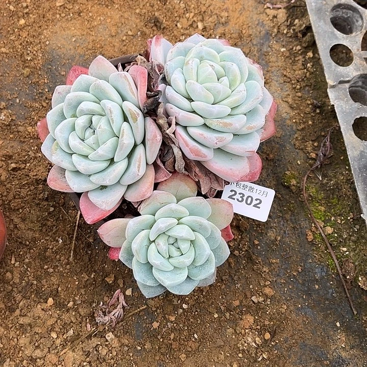 阿阿雅园艺。  2302