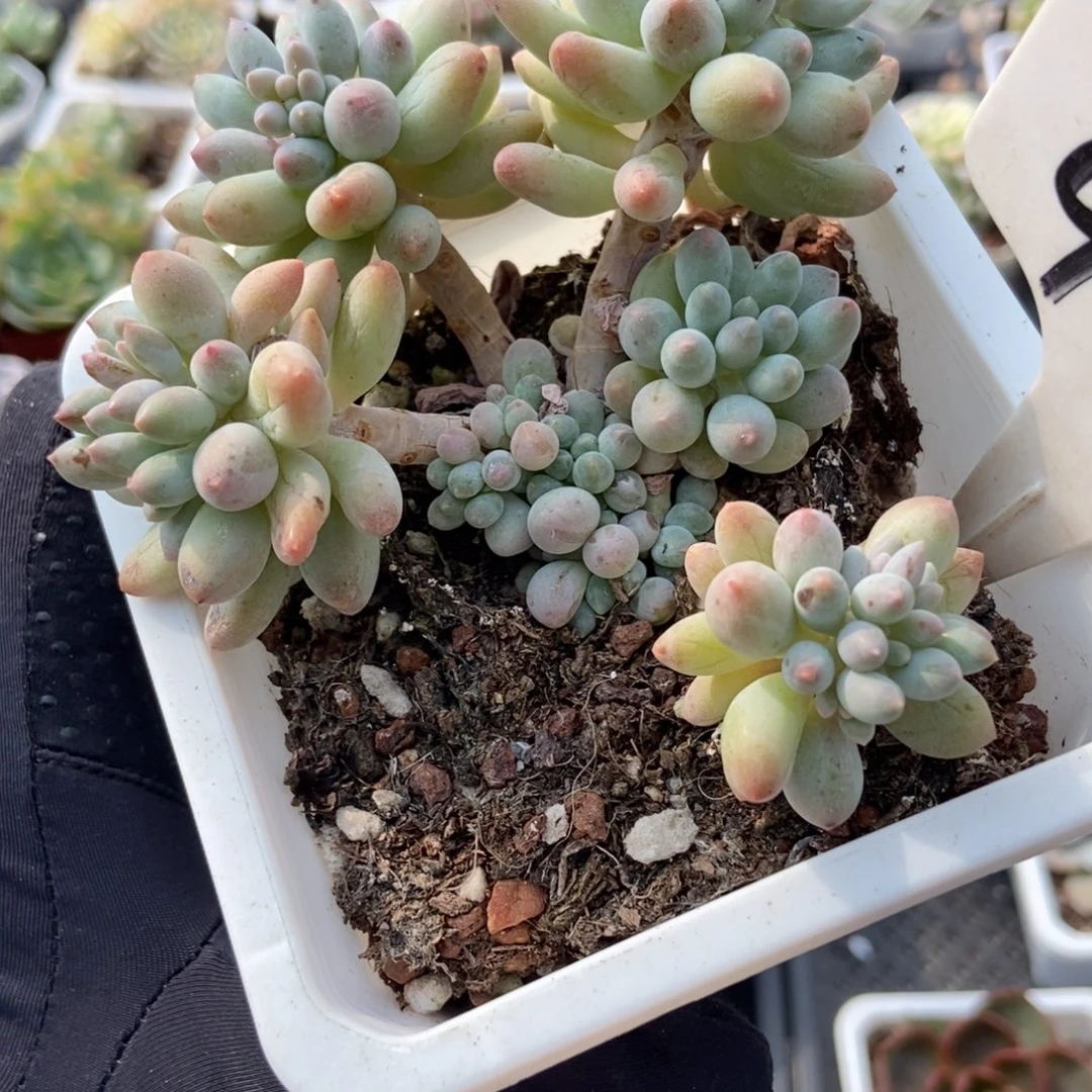 916婴儿手指多肉植物