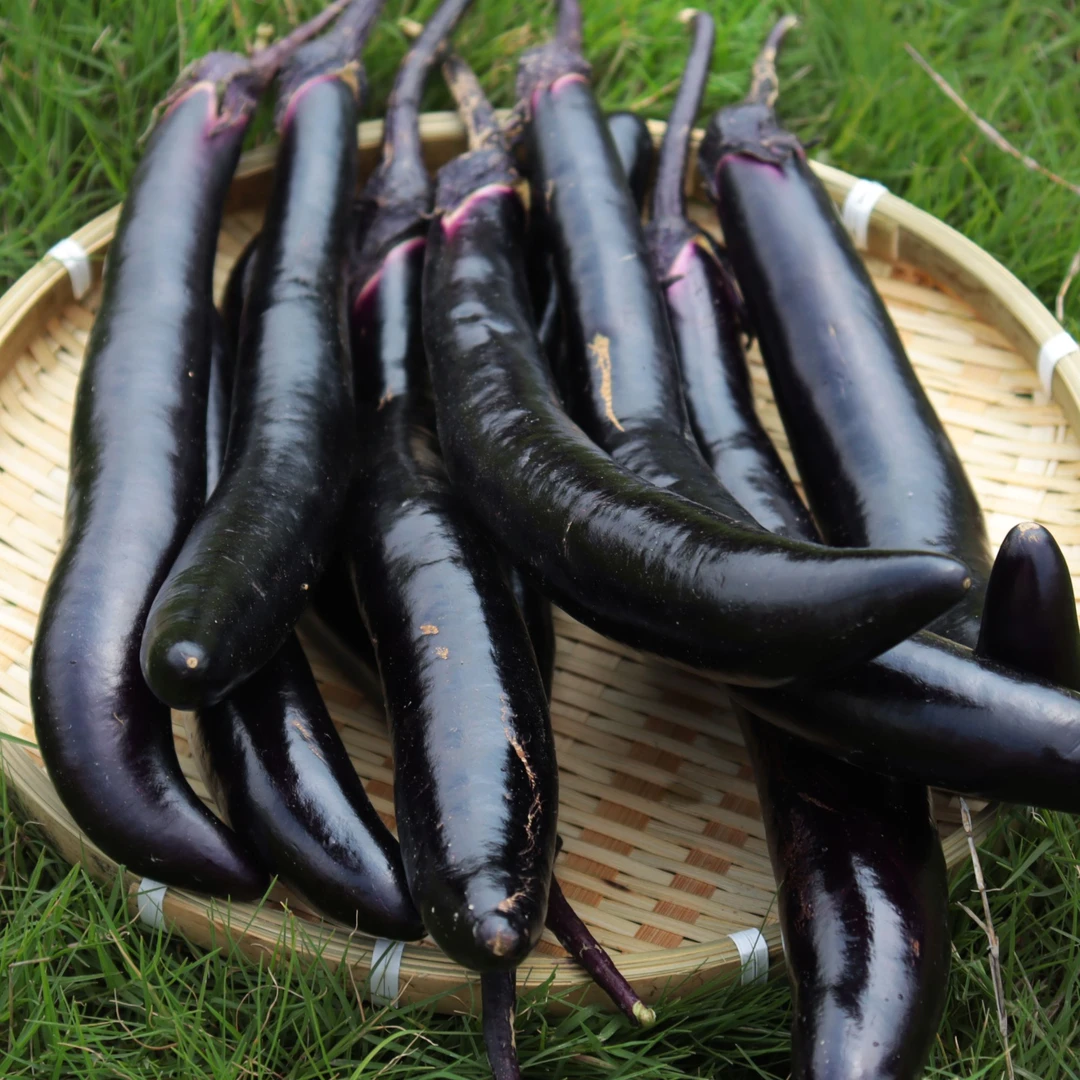 湖北农家自种新鲜紫茄子应季现摘现发