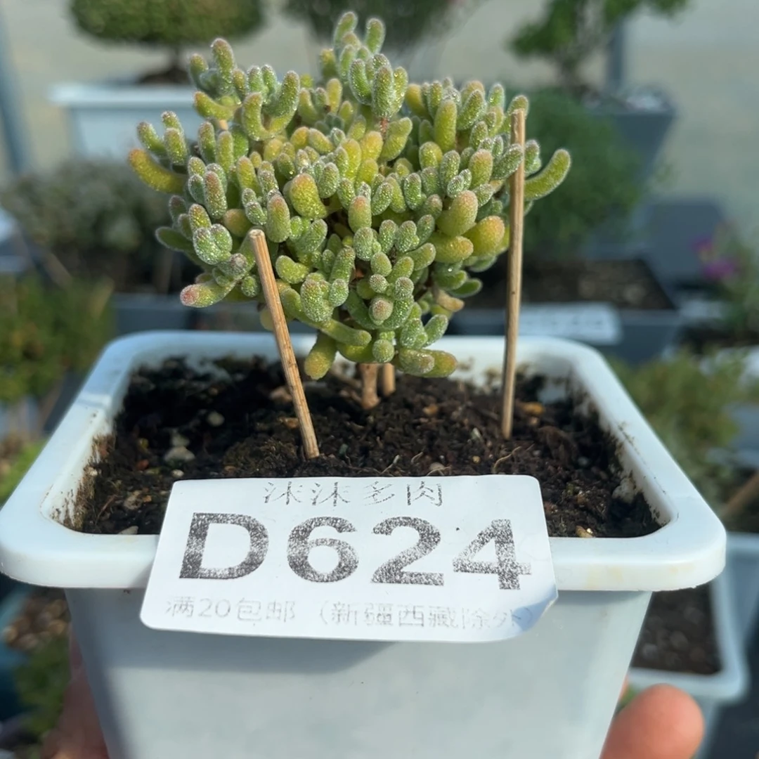 624冰橙枝干番杏