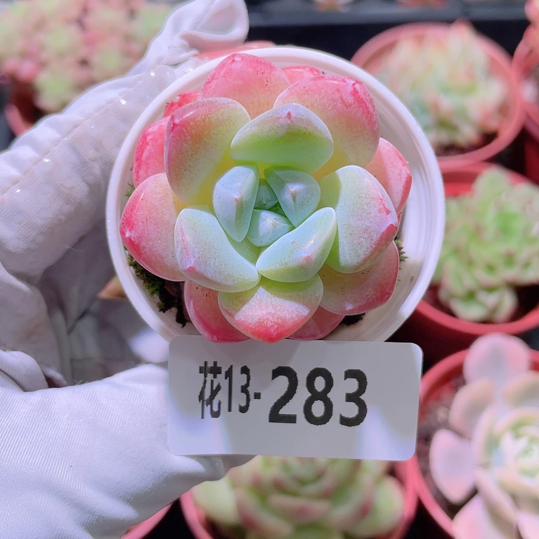 花利美13-283皓月