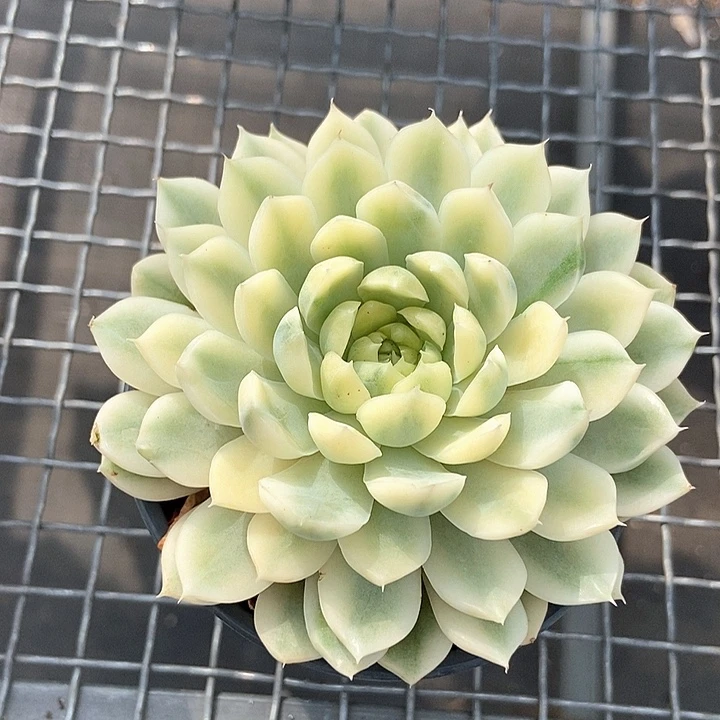香草月影锦多肉植物