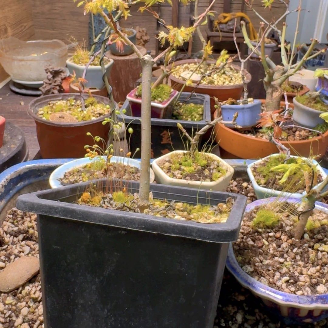 日本原生枫树扦插苗青龙