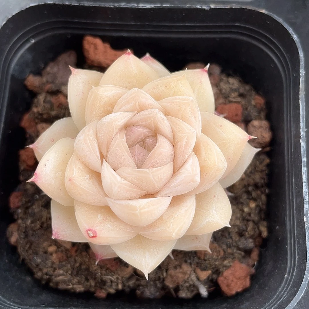 开播福利女王017