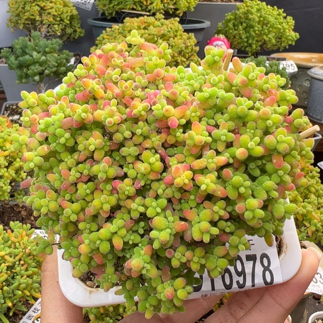 模特dy6978精控蘑菇头爱心型蜜橘糖球冠幅9cm