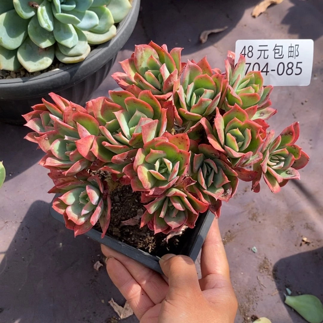 酥*夏悦多肉0704-85绮罗