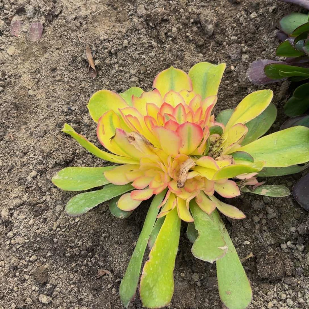 洛神多肉植物捧花6块钱大棚的