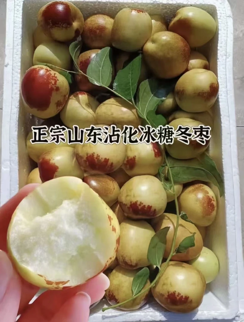 正宗沾化冬枣二代新鲜采摘现摘现发脆甜多汁当季新鲜水果