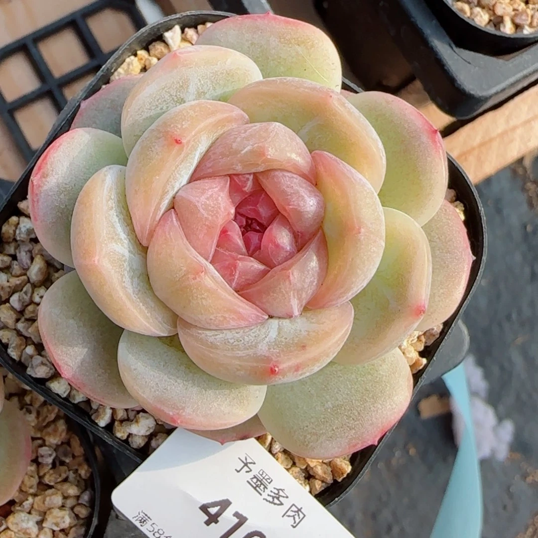 落梨花，4106多肉植物