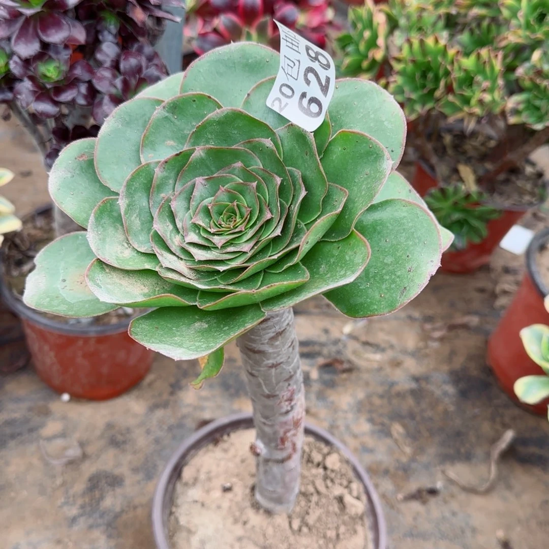 艳姿628满20包邮断枝不包