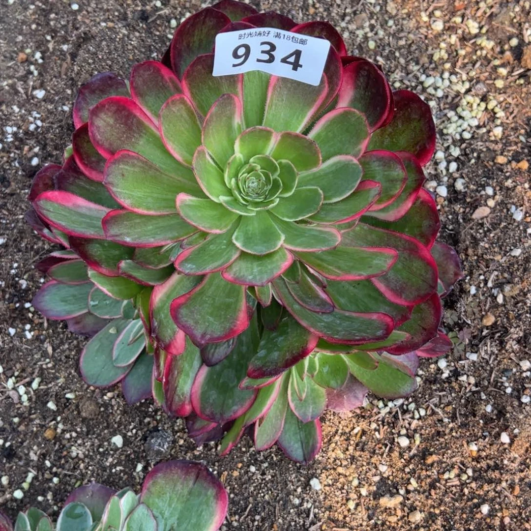 934粉花妖多肉植物