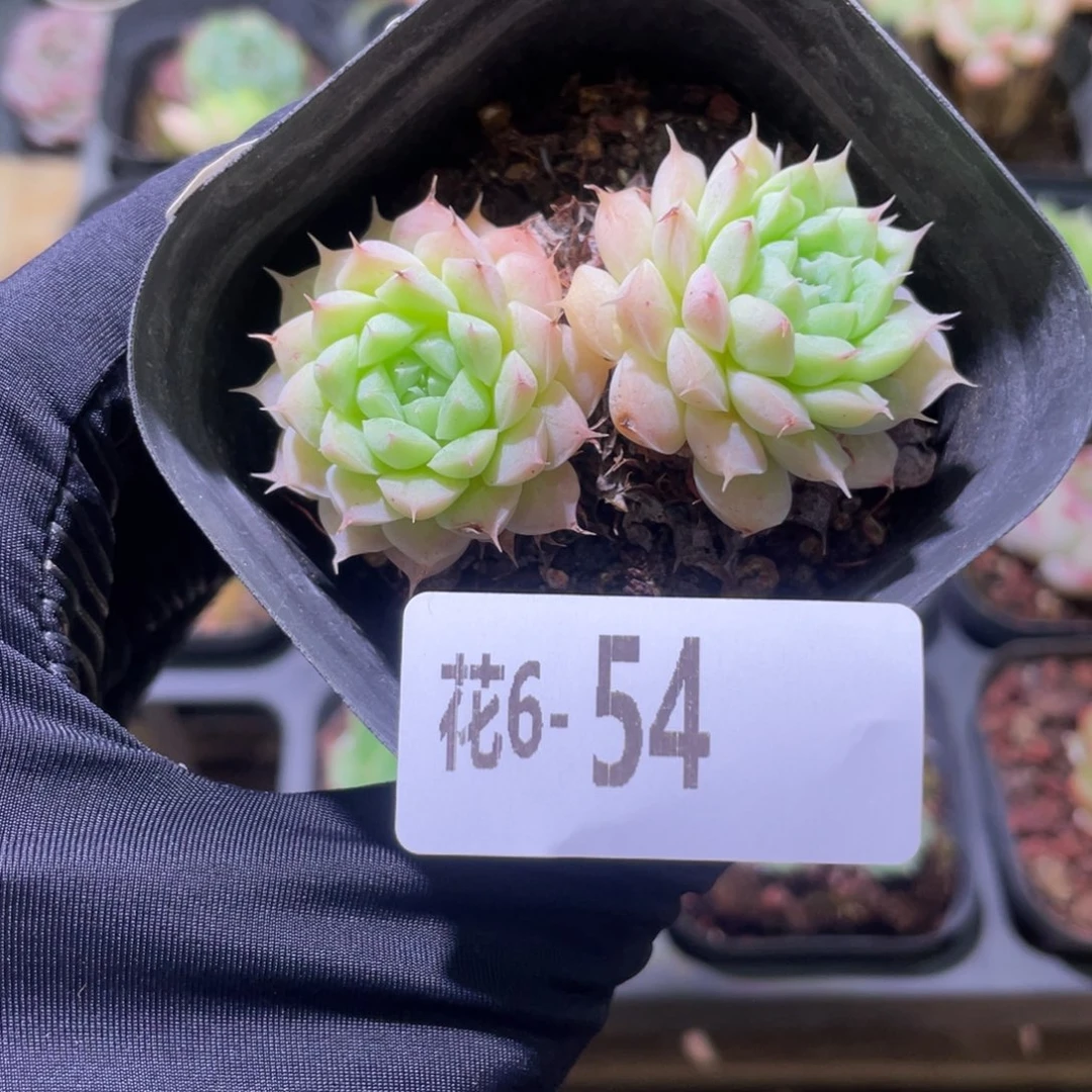花利美6-54海王