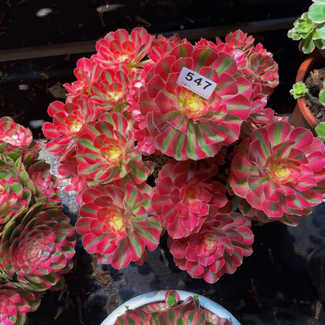 诗****547多肉植物法师号物流到付