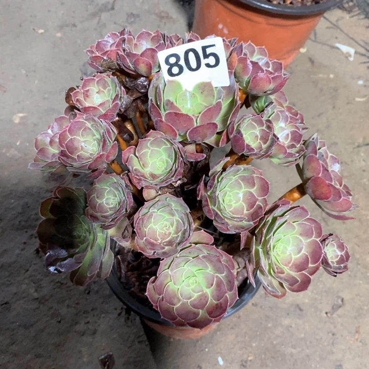 法师植物一物一拍805