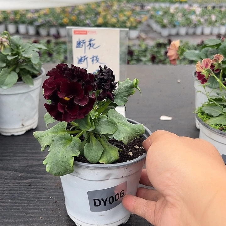 大部分花苞少量开放006号