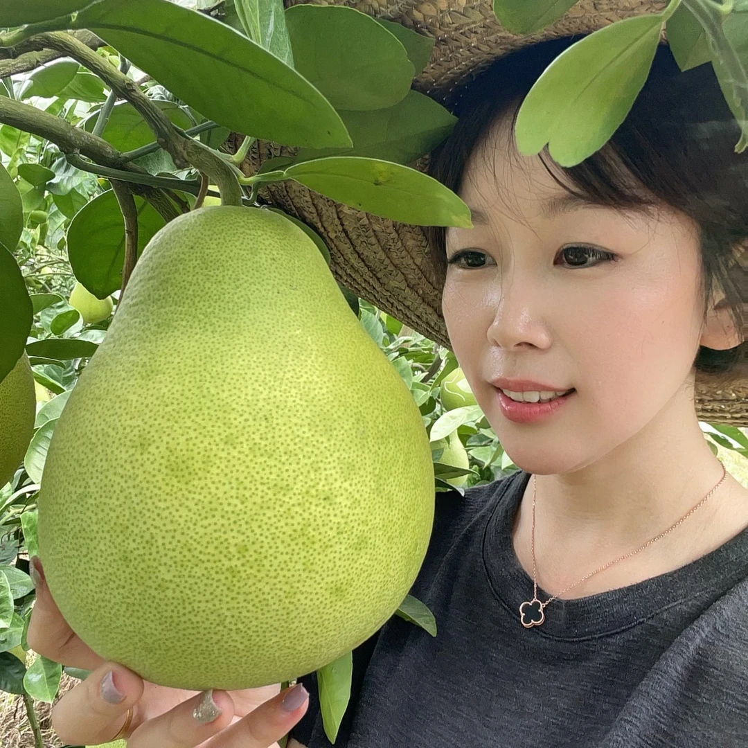 【100斤】【燕子归乡】正宗江西特产安福金兰柚 30年老树 清甜不酸