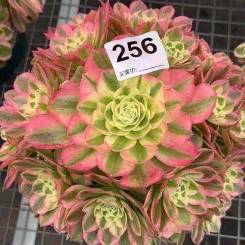 256玉姿25厘米左右