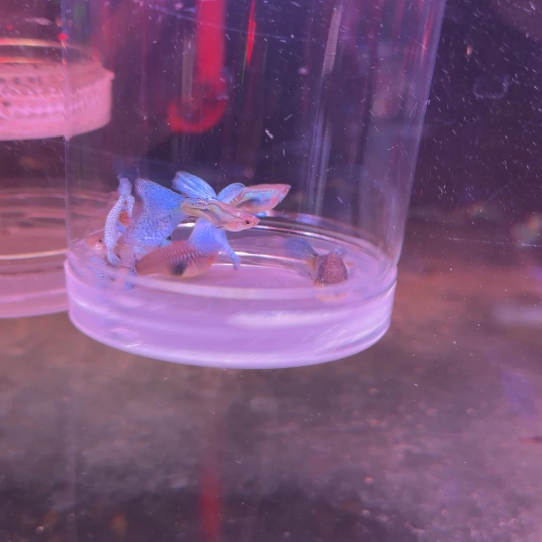 孔雀鱼篮草10对(6对备损4对)