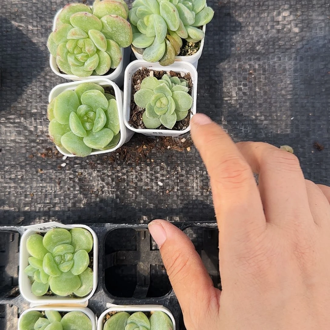 混合甜盆4号床一个满25包邮