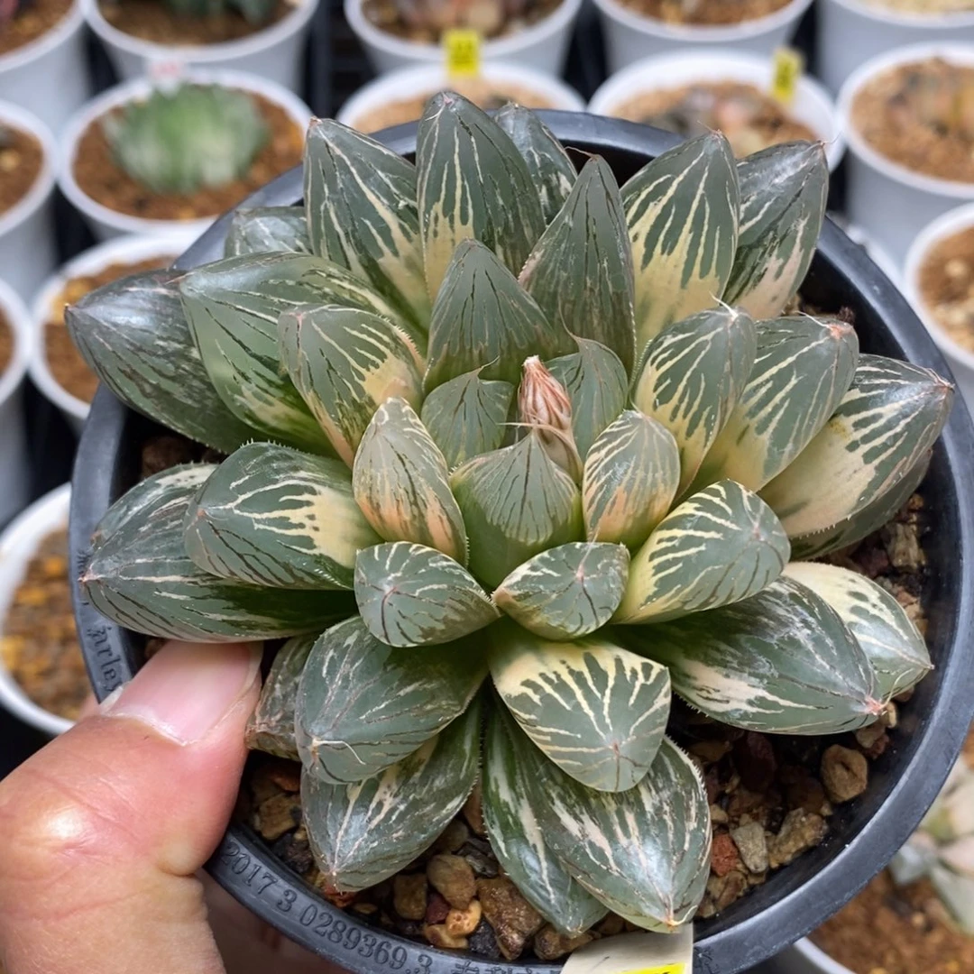 81超大糊斑胭脂玉露锦