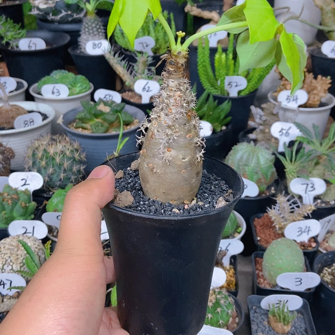 珊瑚油桐一物一拍