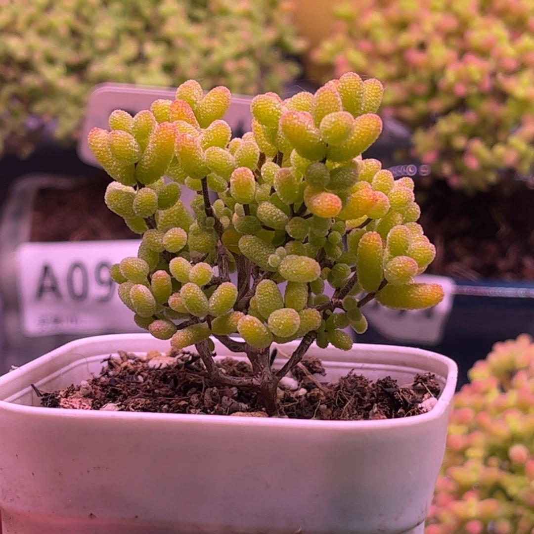 40金桔优选枝干番杏