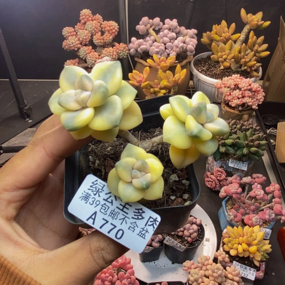 770美杏锦多肉有砍