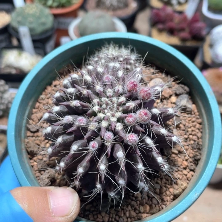 762紫皮混乱玉仙人球