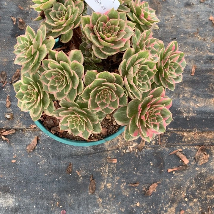 187莲花座多肉植物特价