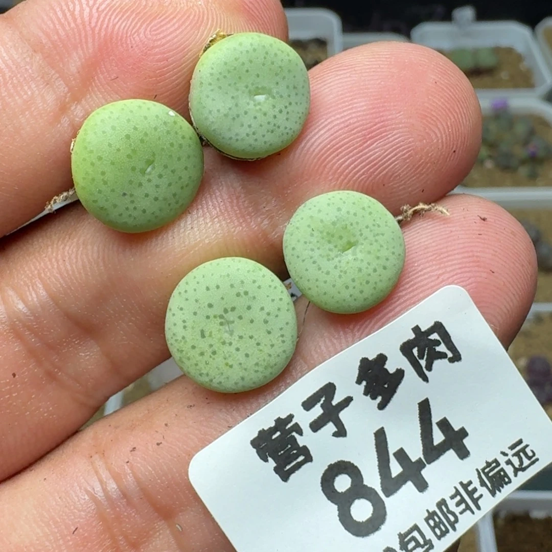 大饼。
